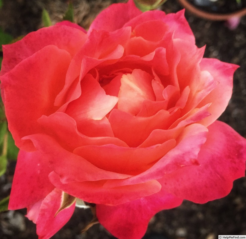 'Disneyland Rose ®' rose photo