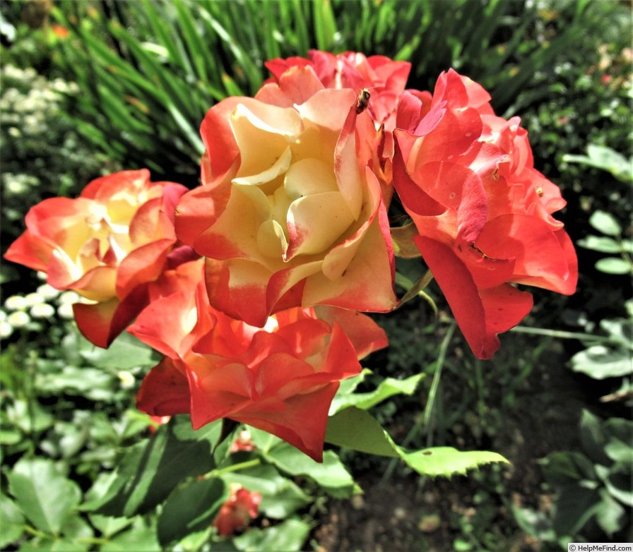 'Origami ® (floribunda, Meilland 2009)' rose photo
