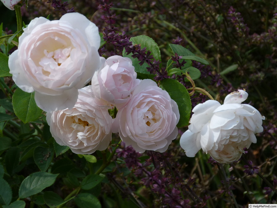 'Desdemona ® (Shrub, Austin 2015)' rose photo