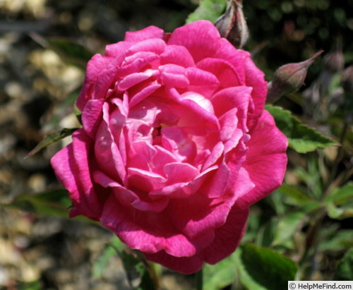 'Sanglant' rose photo