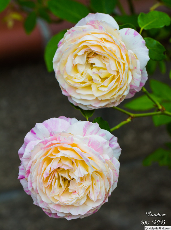 'Candice (Delbard Shrub)' rose photo