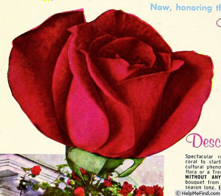 'Ben-Hur' rose photo