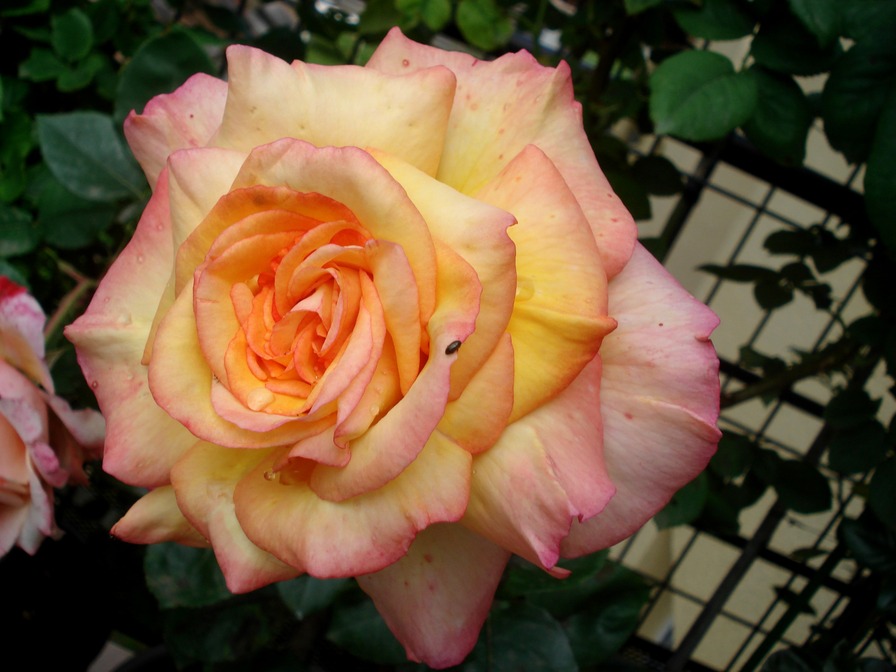 'Soledad ®' rose photo