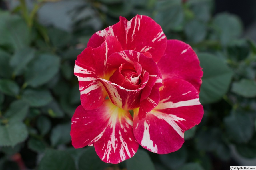 'Maurice Utrillo ™' rose photo