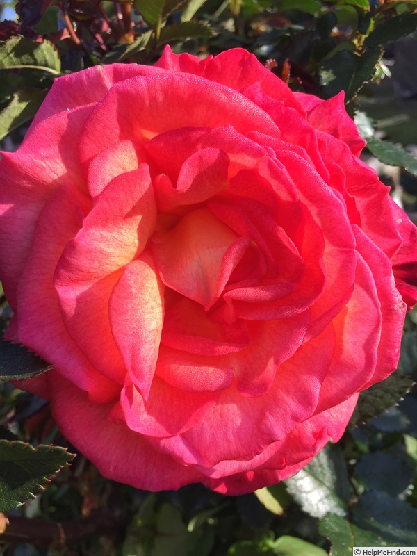 'Sheila's Perfume (Floribunda, Sheridan before 1979)' rose photo