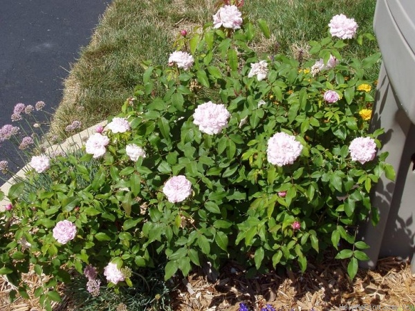 'Jacques Cartier' rose photo