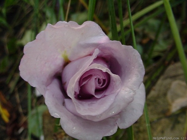 'Blue Girl (hybrid tea, Kordes, 1964)' rose photo