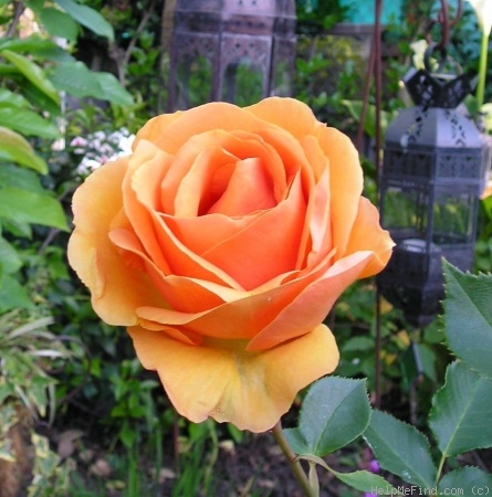 'Bronze Star ™ (hybrid tea, Weeks, 2000)' rose photo