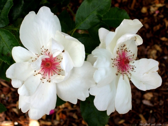 'Jacqueline du Pré (shrub, Harkness before 1986)' rose photo