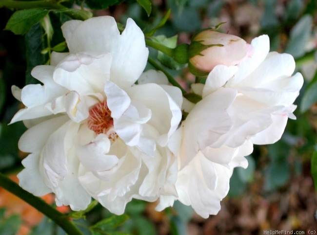 'Jacqueline du Pré (shrub, Harkness before 1986)' rose photo