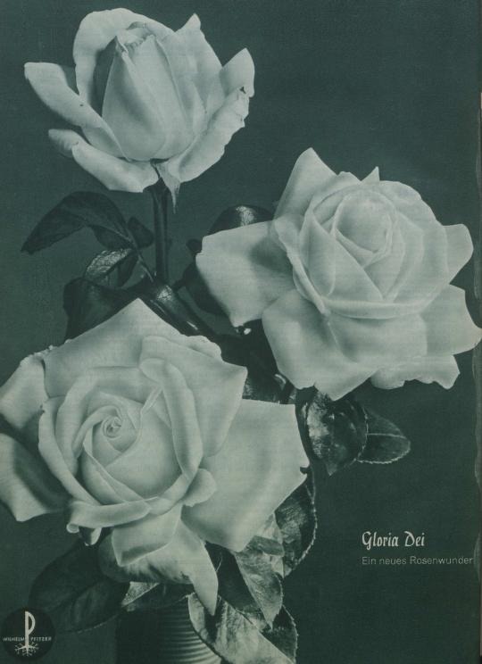 'Gloria Dei' rose photo