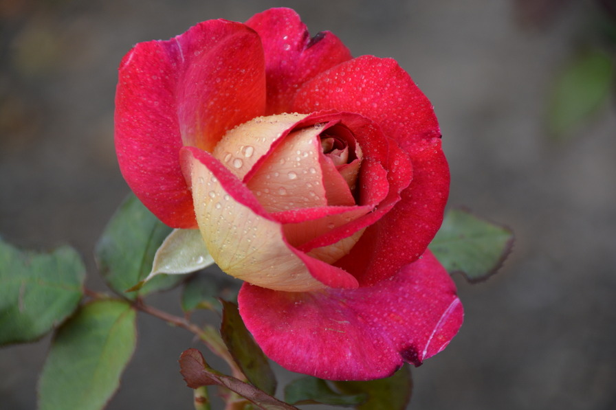 'MEIzuzes' rose photo