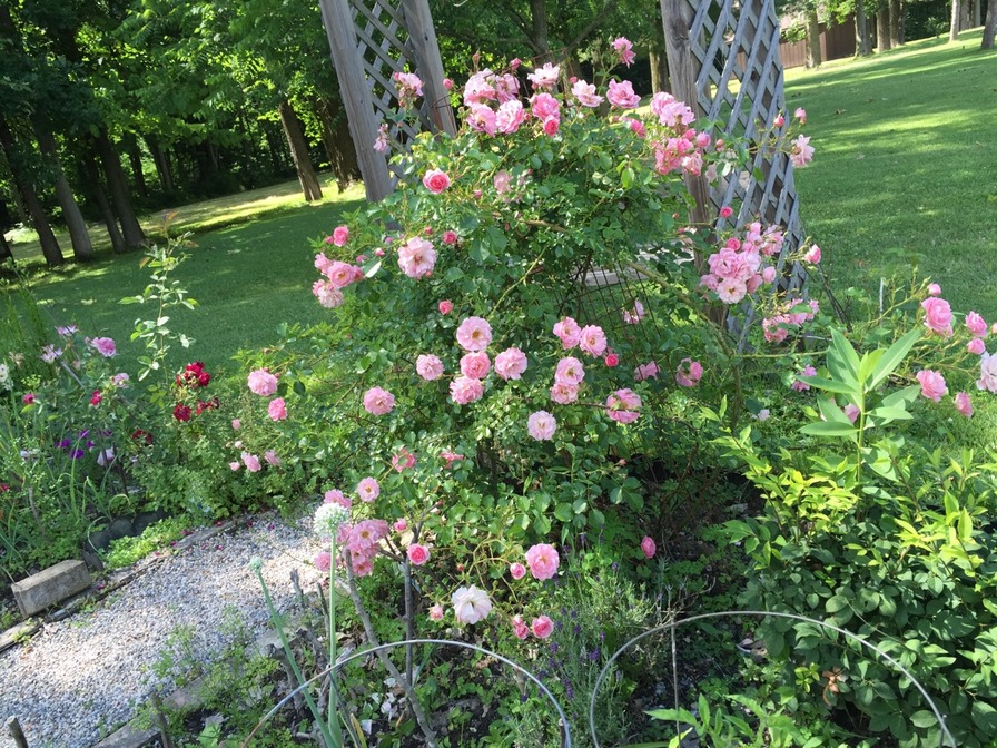 'Paul Noël (Rambler, Tanne, 1910)' rose photo