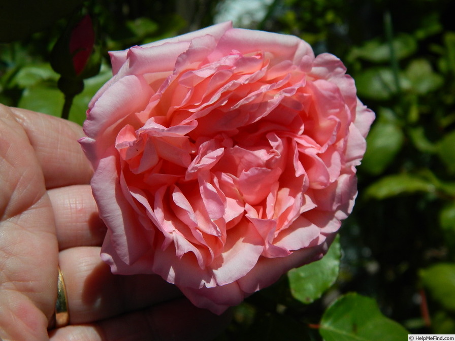 'Bloomfield Abundance (hybrid tea, Thomas 1920)' rose photo