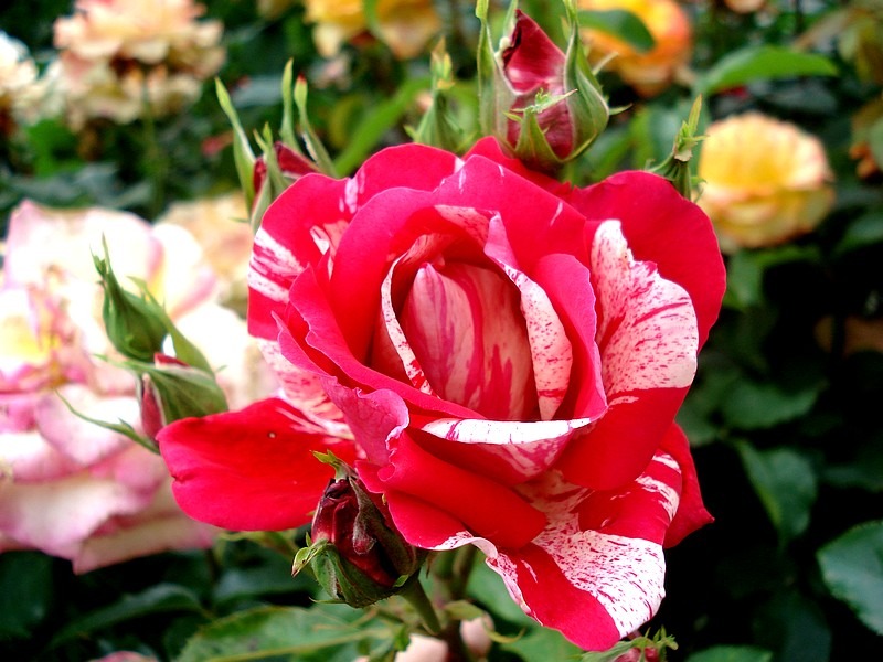 'Anniversaire' rose photo