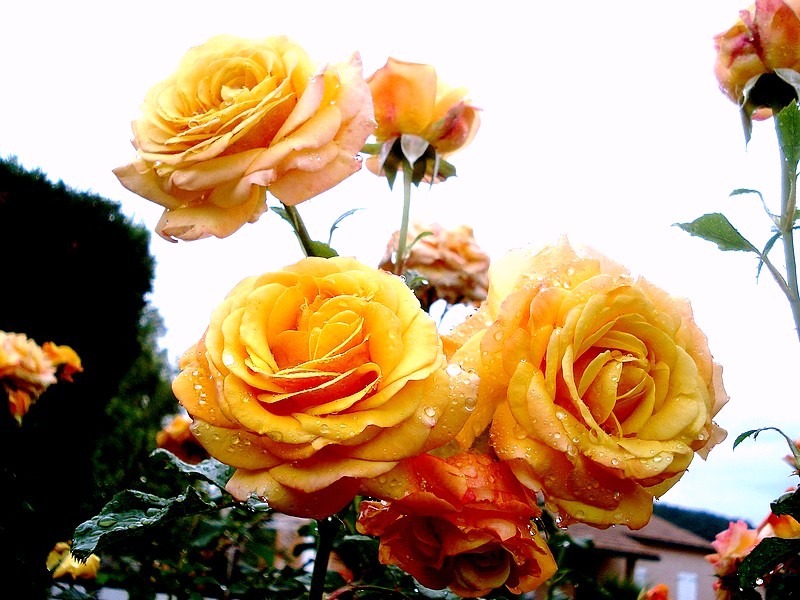 'Amber Flush' rose photo
