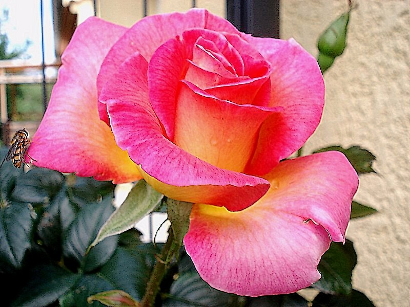 'Pink Paradise (hybrid tea, Delbard, 2004/11)' rose photo