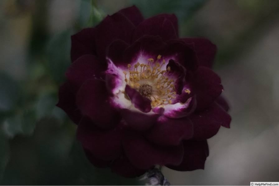 'Diamond Eyes' rose photo