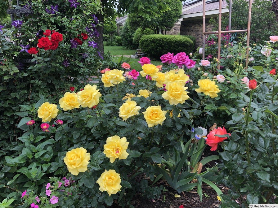'Mellow Yellow ™ (hybrid tea, Carruth 2000)' rose photo