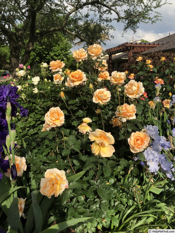 'Just Joey (Hybrid Tea, Cants, 1972)' rose photo