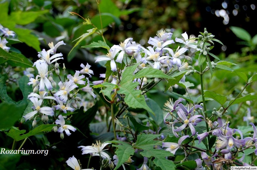 'C. jouiana praecox' clematis photo