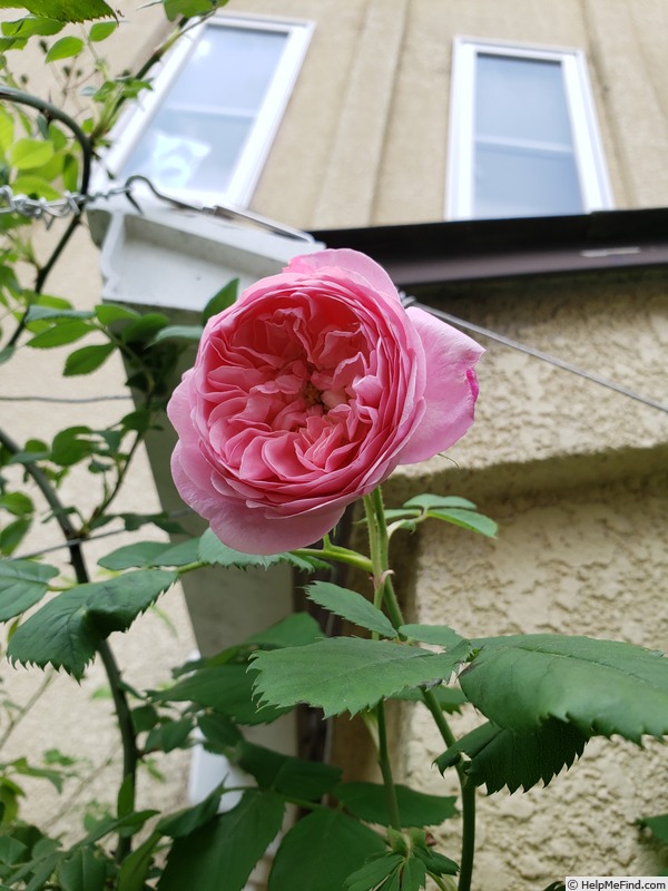 'Mayor of Casterbridge' rose photo