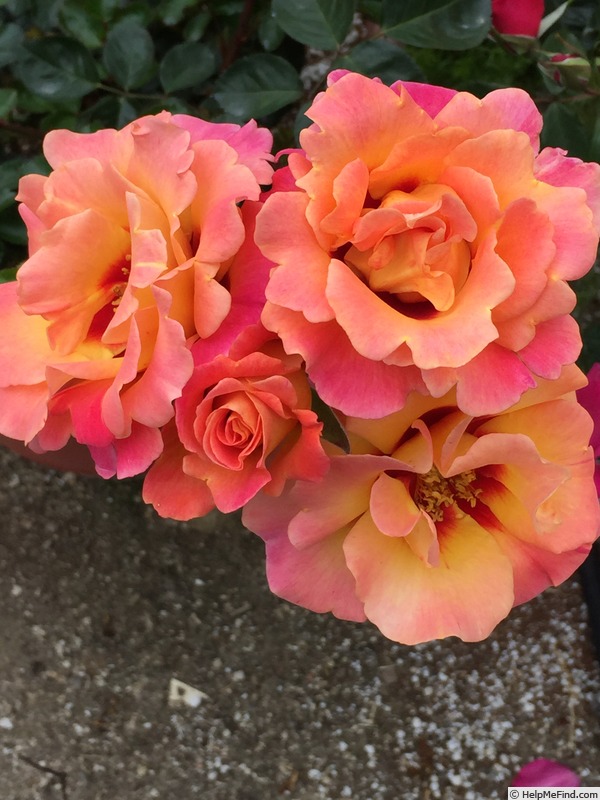 'Eyeconic ® Mango Lemonade' rose photo