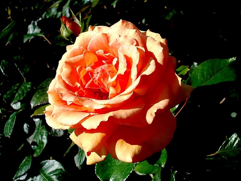 'Bora Bora ®' rose photo