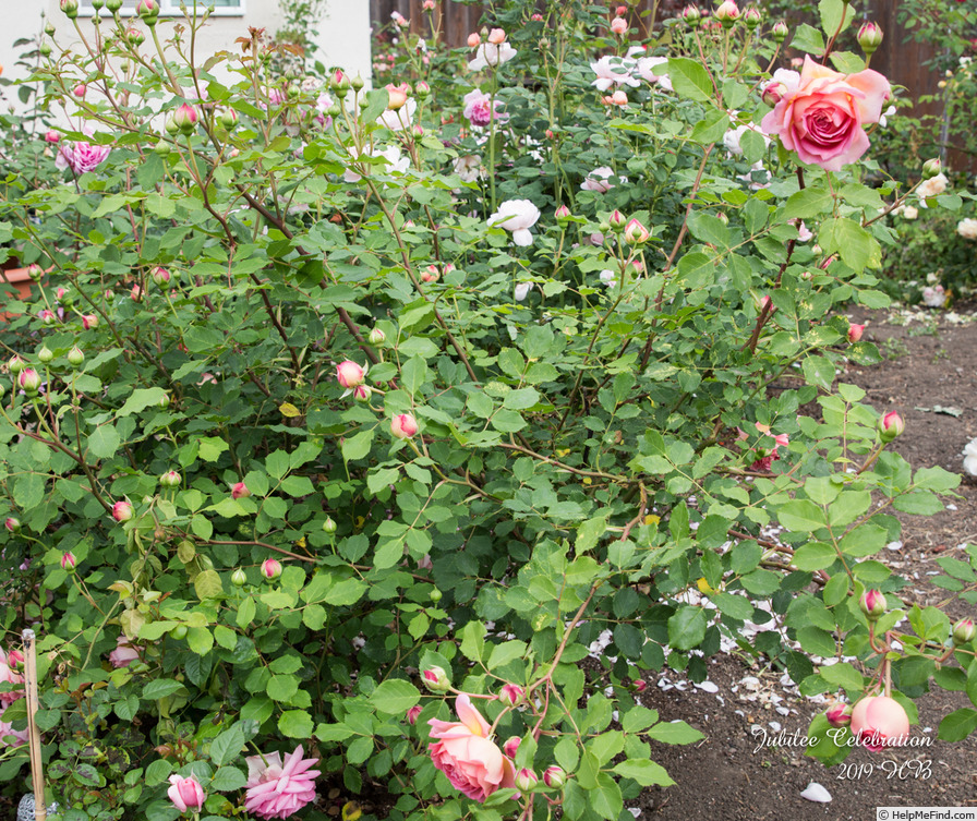 'Jubilee Celebration (shrub, Austin 2002)' rose photo