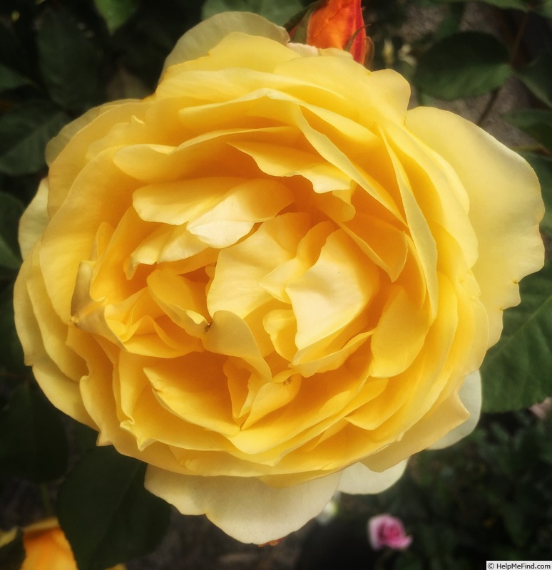 'Graham Thomas' rose photo