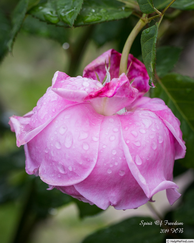 'Spirit of Freedom' rose photo