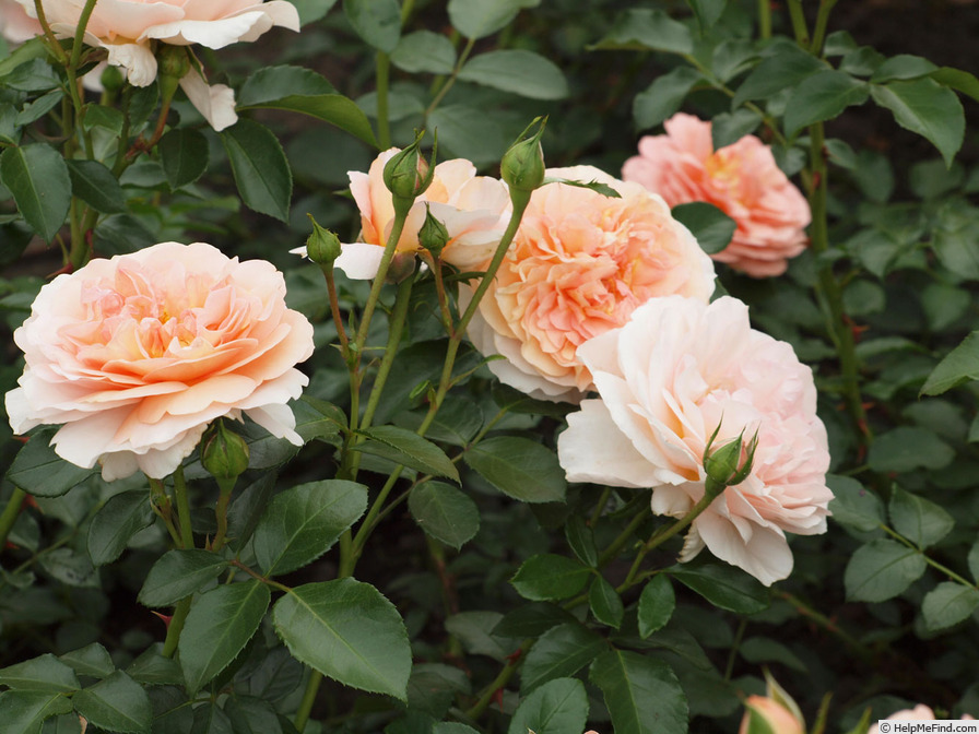 'Sangerhäuser Jubiläumsrose ® (floribunda, Kordes, 2003)' rose photo