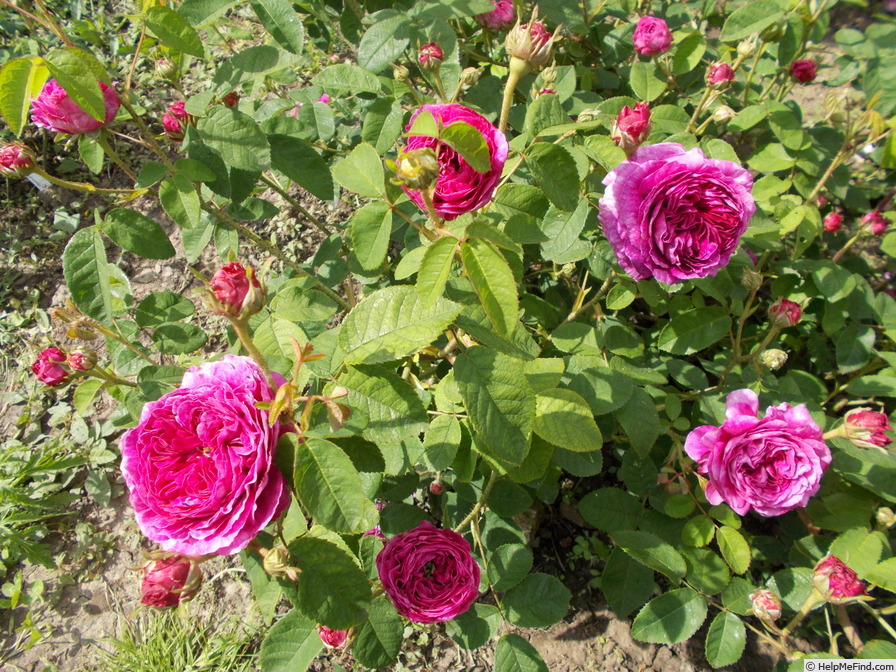 'Catinat (gallica, Vibert, 1838)' rose photo