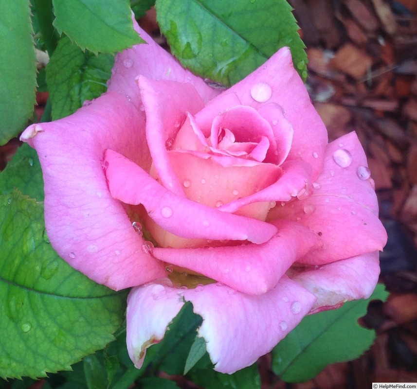 'Tiffany (hybrid tea, Lindquist, 1953)' rose photo