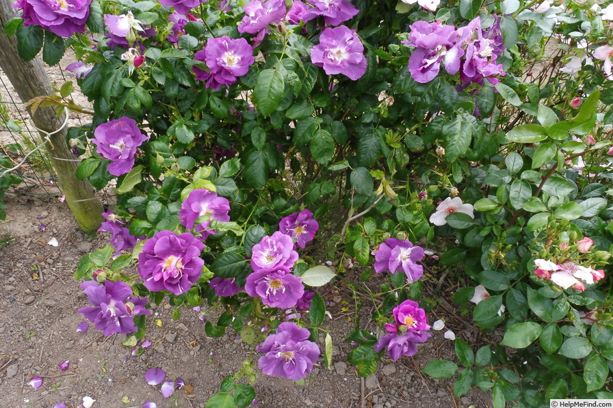'Rhapsody in Blue ™' rose photo