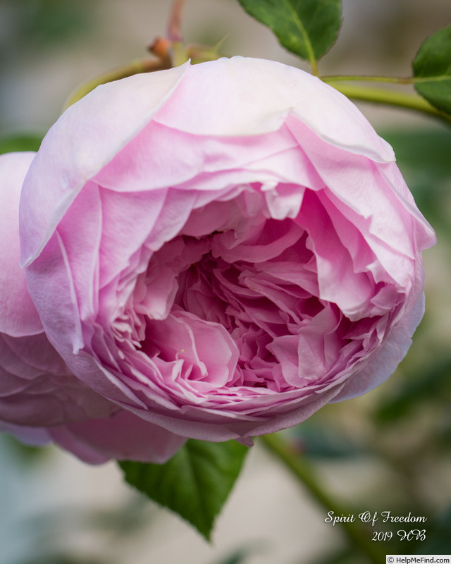 'Spirit of Freedom' rose photo