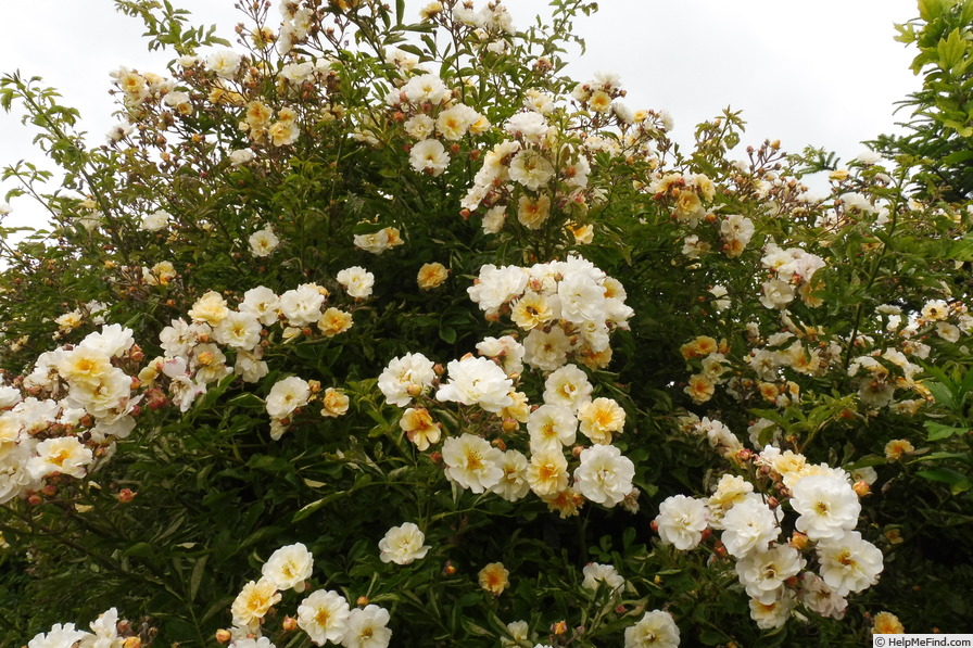 'Frühlingsgold' rose photo