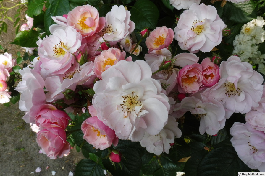 'Utopia ® (floribunda, Delbard 2012)' rose photo