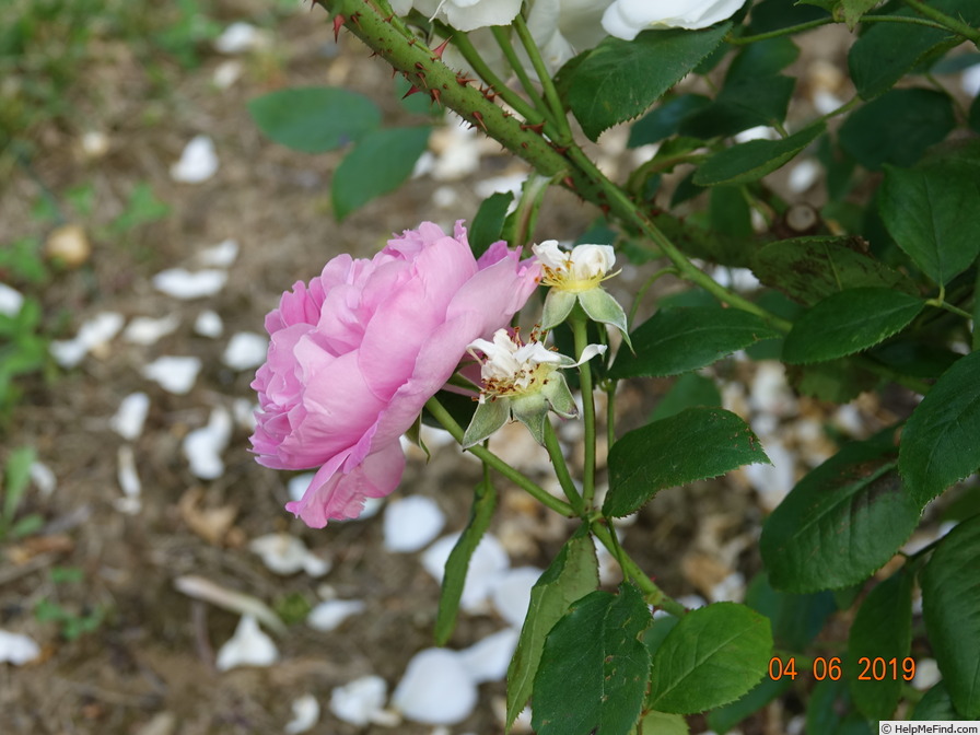 'Winchester Cathedral ®' rose photo