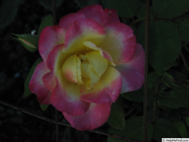 'First Editions® Campfire Rose' rose photo
