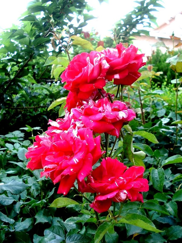 'Anniversaire' rose photo