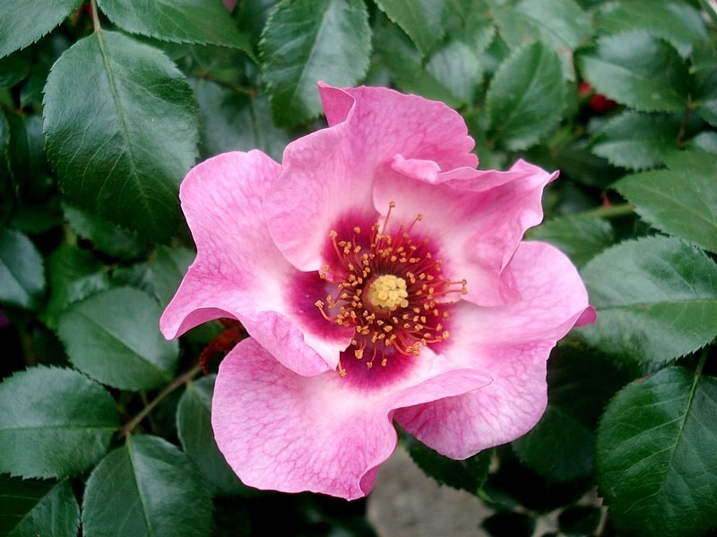 'Peace and Love ® (hybrid hulthemia, Warner, 2006)' rose photo