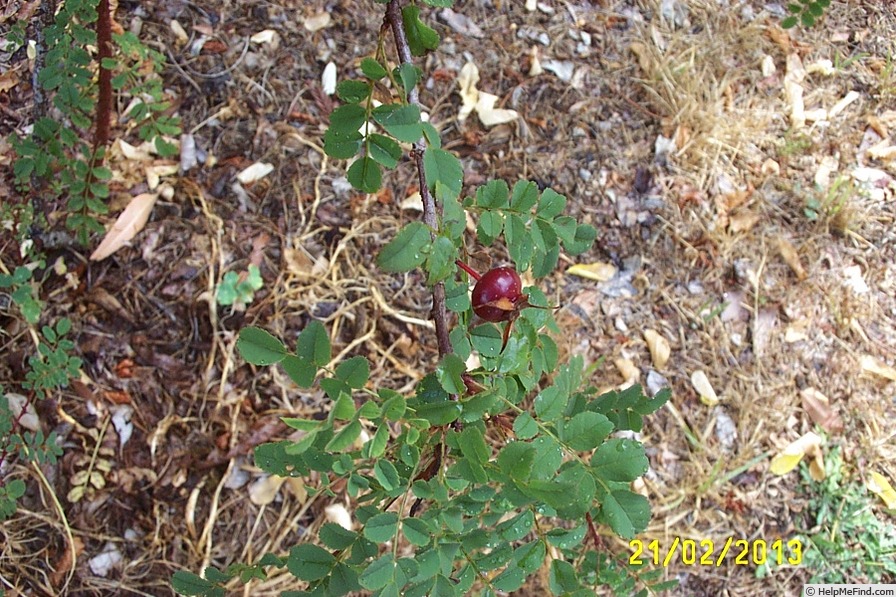 'R. hugonis' rose photo
