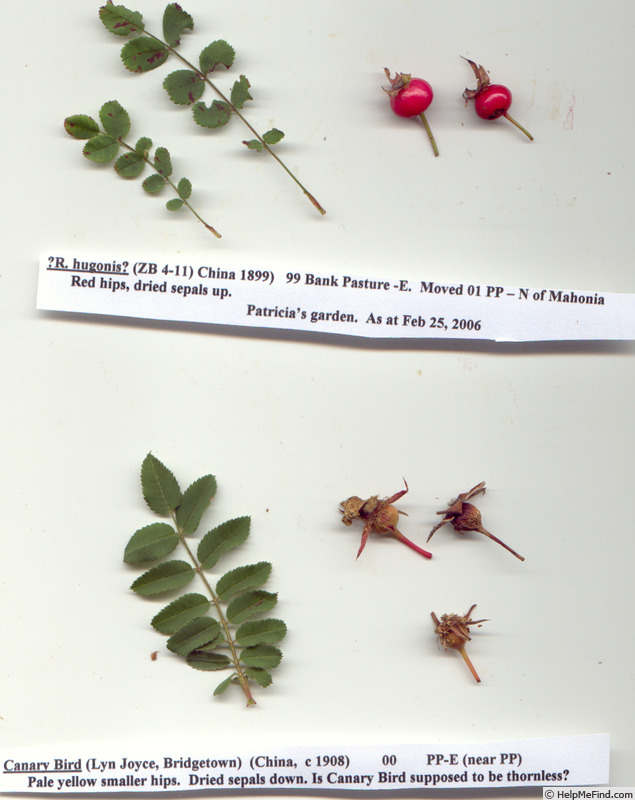 'R. hugonis' rose photo
