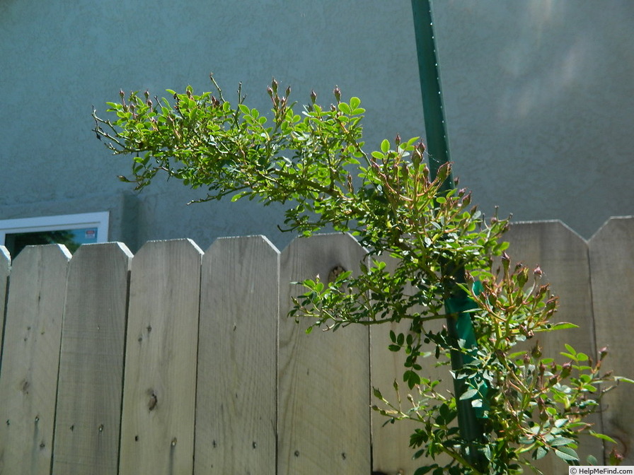 '0-47-19 X Tom Thumb #2' rose photo