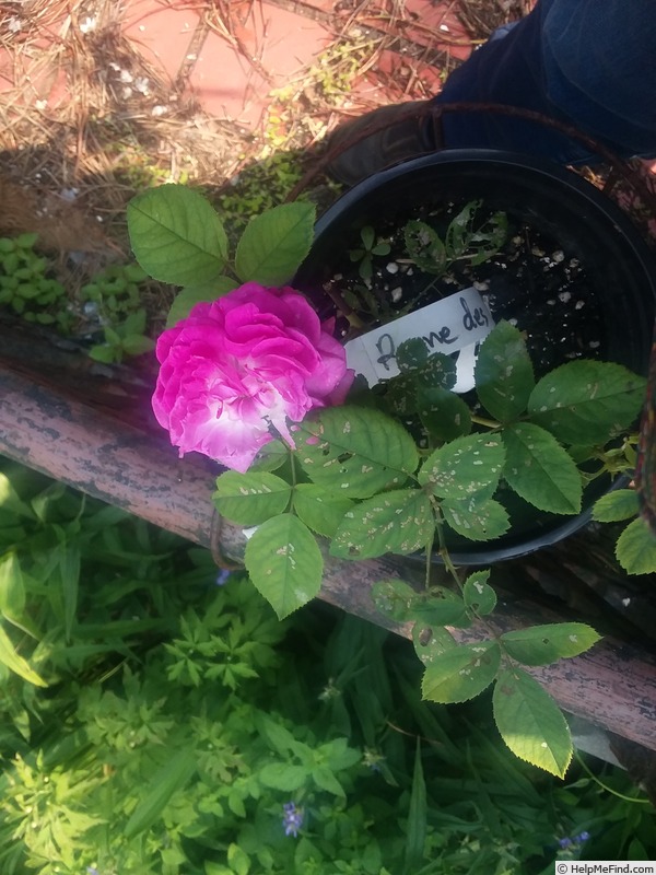 'Reine des Violettes (hybrid perpetual, Mille-Mallet 1860)' rose photo