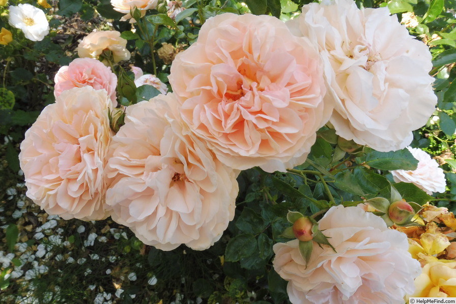 'Sangerhäuser Jubiläumsrose ® (floribunda, Kordes, 2003)' rose photo