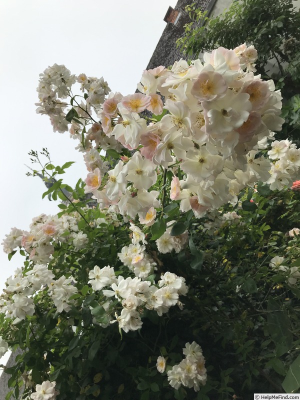 'Sourire d'Orchidée' rose photo