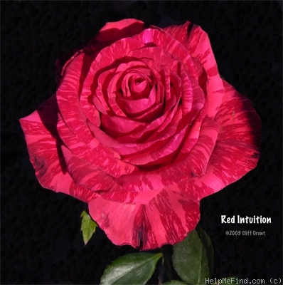 'Red Intuition' rose photo