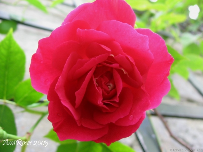 'Marie Nabonnand' rose photo